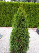 Żywotnik zachodni 'Green Diamond'